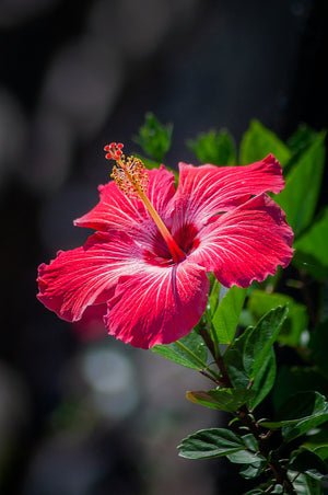 Hibiscus Flower (Gole Khatme) Cut and Sifted Flower (C/S) (0.5 LB)