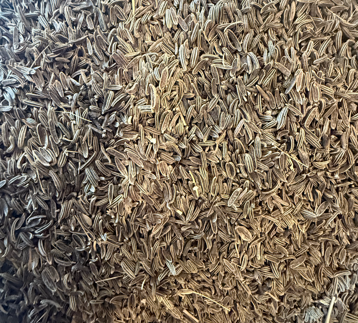 Afghanistan Wild Mountain Cumin